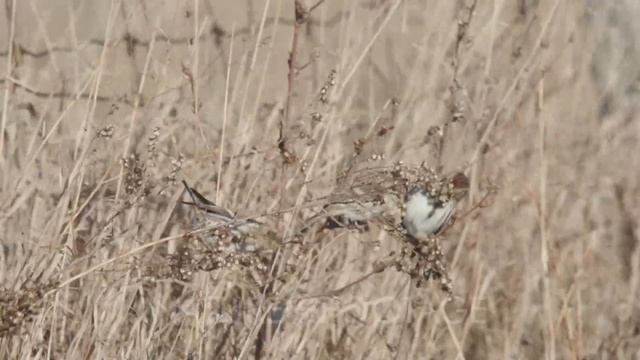 common redpoll or mealy redpoll (Acanthis flammea) смотреть онлайн