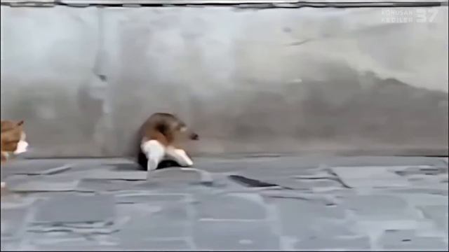 Konuşan Kediler 37 - En Komik Kedi Videoları смотреть онлайн