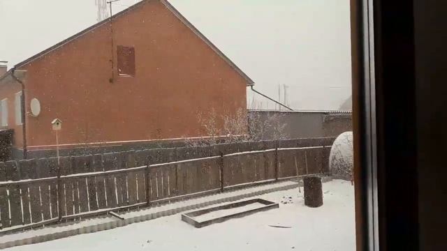 Абрикос под снегом 4 мая 2017