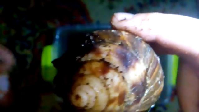 ;-) Как дела у моих улиток:-D