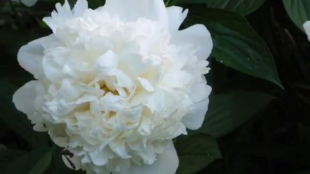 БАЛ ЦВЕТОВ смотреть онлайн