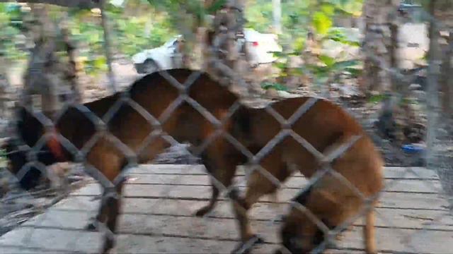 Apareamiento cruza de perros Pastor belga malinois #pastorbelgamalinois #maya ami mama #juego смотреть онлайн