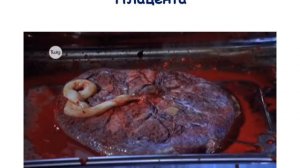 Внутриутробное развитие 9 класс   видеоурок