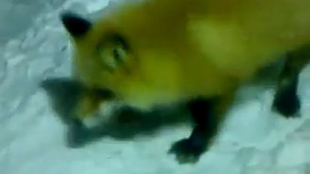 Пойковский. Лиса.MP4 смотреть онлайн