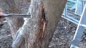 Как вылечить РАНУ на плодовом дереве. Рецепт целебного бальзама для дерева