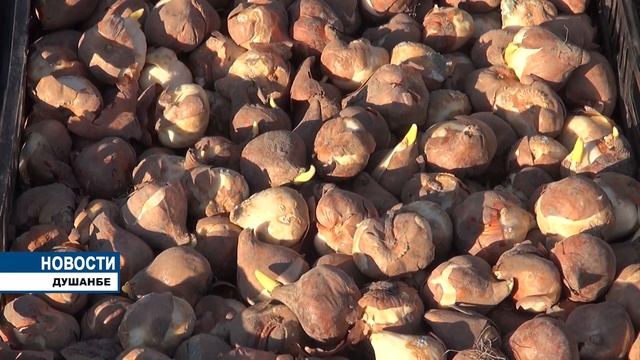 теплица по выращиванию цветов в Душанбе смотреть онлайн