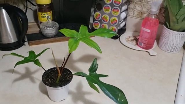 Florida Beauty Vs. Florida Ghost Vs Philodendron Pedatum Vs Philodendron Squamiferum