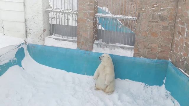 Вечерняя гимнастика белой медведицы Айриши♥️ смотреть онлайн