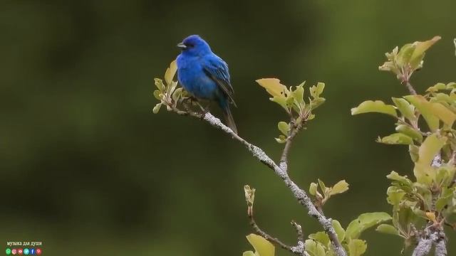 Самая красивая мелодия на свете! смотреть онлайн