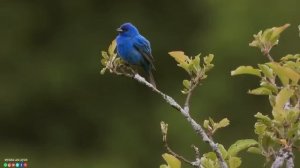 Самая красивая мелодия на свете!