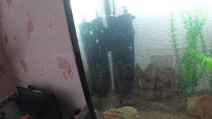 Аквариумный фильтр  с УФ стерилизатором .