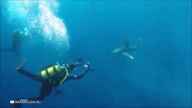 Пугающие Случаи с Акулами Заснятые Дайверами