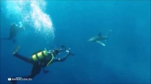 Пугающие Случаи с Акулами Заснятые Дайверами
