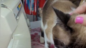 Toyota knittax 4070C, pé da costura /sapata /calcador, como fixar ou retirar.