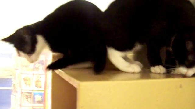 ***Jayden Was Adopted***  Special Needs Kitten With 