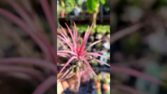 Um pouquinho Sobre￼: Bromélia Tillandsia ionantha смотреть онлайн