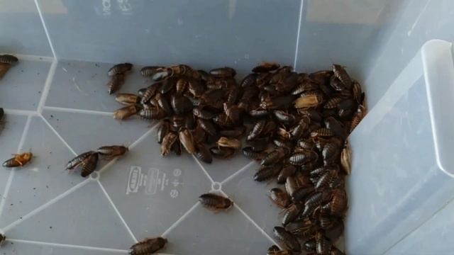 Распаковка аргентинских тараканов. Мега партия смотреть онлайн