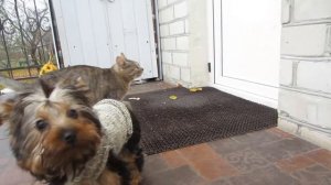 ПЕСНЯ ПРО ДРУЖБУ от БАФФИ МИЛАФФИ / ЩЕНКА ПУПСИ, КОТА МАЛЫША И КОШЕЧКИ МУРКИ