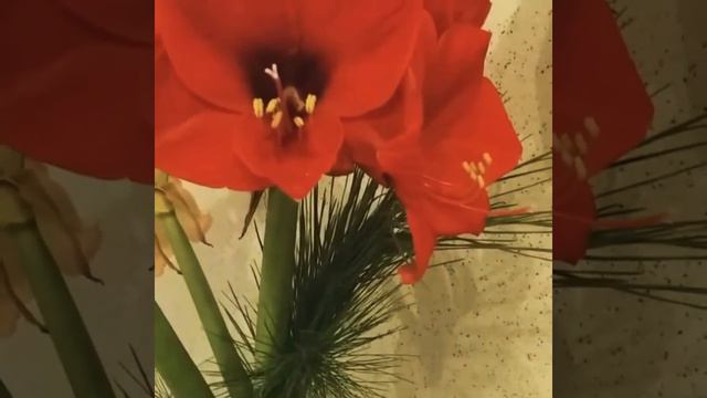 Рождественнские сказки смотреть онлайн