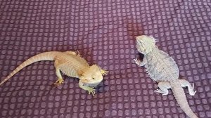 Брачные танцы бородатых агам