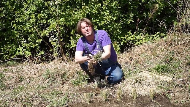 Узнаём важные детали разведения злаковых растений в условиях Сибири смотреть онлайн