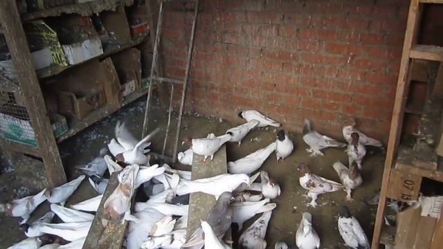 Голуби Бойные Краснодар смотреть онлайн