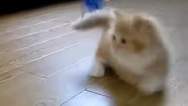 Маленькие озорные котята (КОТЕНОК) смотреть онлайн