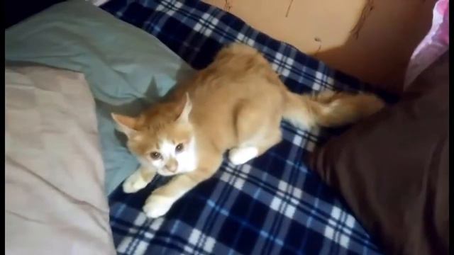 Макс испугался чиха смотреть онлайн