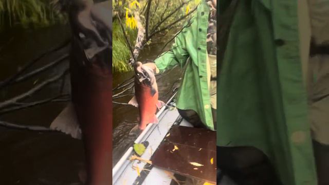 Кижуч-Кингучи,север Сахалина, закрытие сезона 2023.