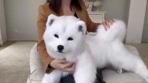 Игрушка самоед