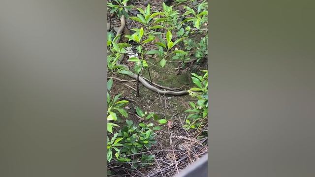 King Cobra Devours Whole Python In Singapore смотреть онлайн