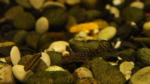 Анциструс обыкновенный (Ancistrus dolichopterus) смотреть онлайн