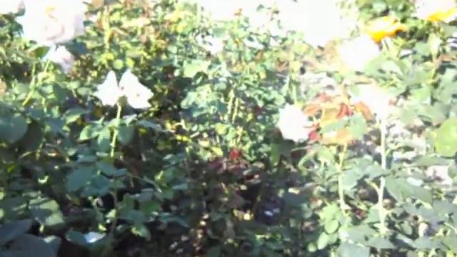 Sundance Grandiflora Rose