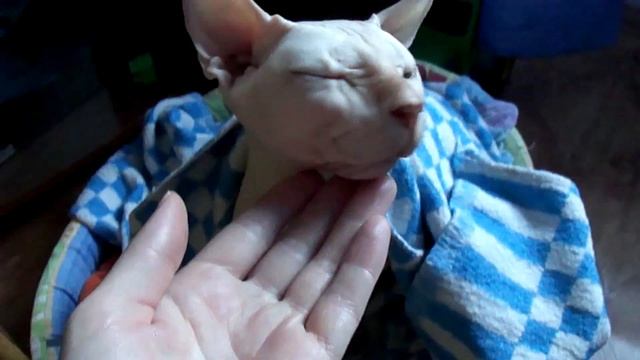 Сфинкс Каспер засоня. The Sphinx is sleeping смотреть онлайн