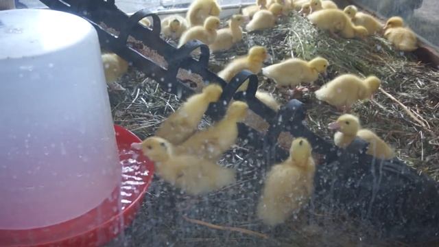 Утята муларды в брудере. Часть 1. смотреть онлайн