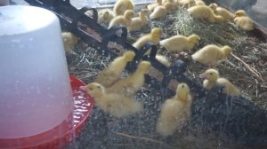 Утята муларды в брудере. Часть 1.