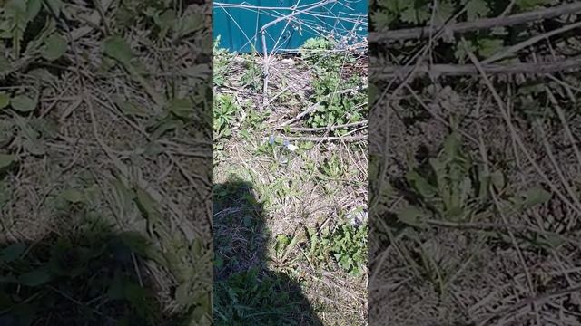 бабочка капустница весной/butterfly cabbage spring #shorts смотреть онлайн