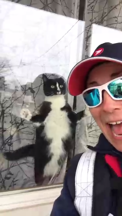 Кошка предпринимает попытки убить женщину-почтальона смотреть онлайн