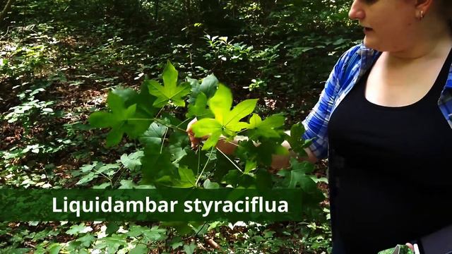 Plant Recognition List 1 смотреть онлайн