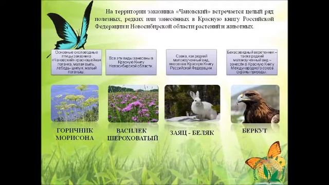 Природное достояние России - Новосибирская область. Заповедники Новосибирской области. смотреть онлайн