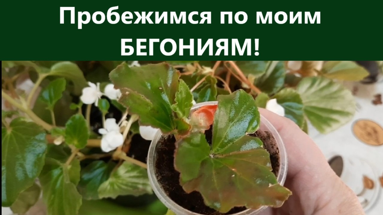 Пробежимся по моим бегониям. Обзор бегоний в марте с рассадных стеллажей. смотреть онлайн