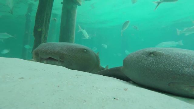 Bahamas 2015 смотреть онлайн