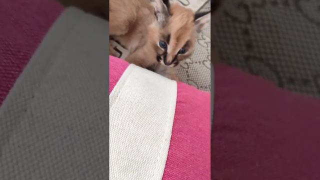 Каракал Грушенька 🍐 пытается грызть подушку.Caracal chewing on a pillow.🐯 смотреть онлайн