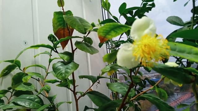 Чай, камелия китайская, цветение, выращивание дома.