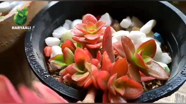 Care Tips For Crassula Capitella/Campfire Plant Secret Of Maintaining Red Color Of This Succulents.
