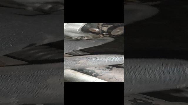 Мотоцикл Днепр? #Днепр #Мото