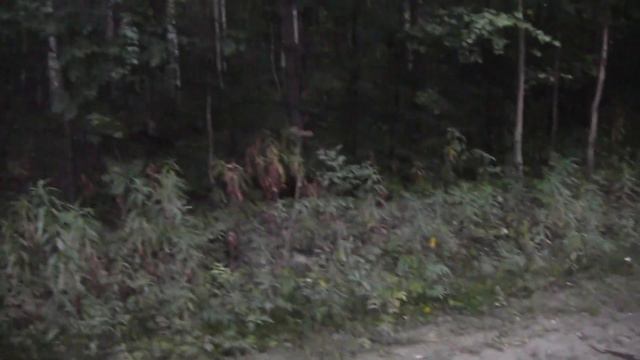С Красавкой проверил площадки - заяц есть 26 08 23 г. смотреть онлайн