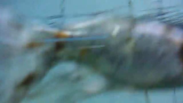 nokia 5230 aquarium fish смотреть онлайн