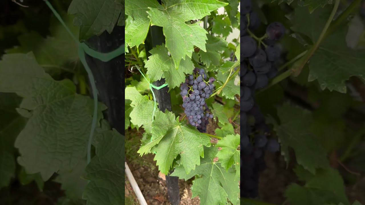 Каберне Кортис на 25.07.2023 теплица и по обработке в начале августа. смотреть онлайн