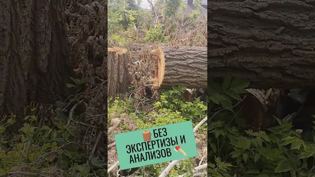 🪚БЕЗ ЭКСПЕРТИЗЫ И АНАЛИЗОВ # 13🌳 #дерево #деревья #спилдеревьев #старыйоскол #спилитьдерево смотреть онлайн